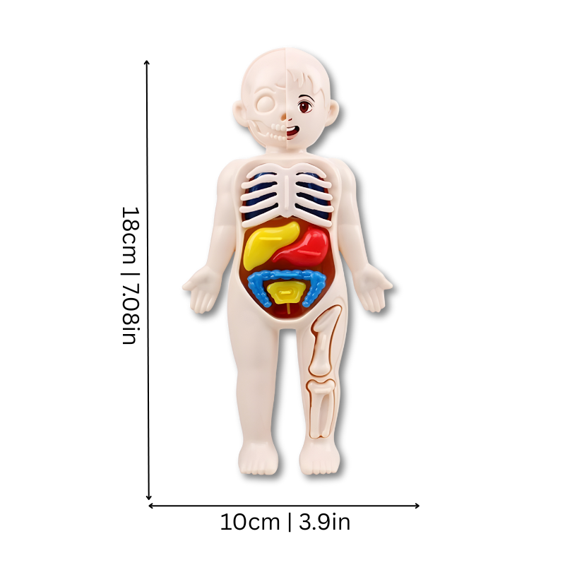 Hands-On Anatomy Model | Engaging STEM Learning Tool