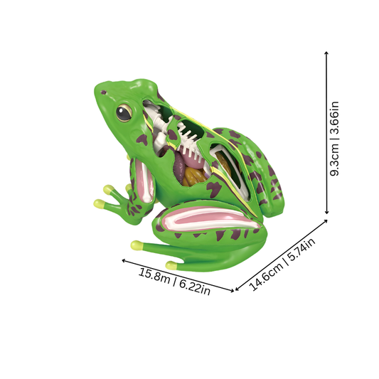 4D Anatomy Toy | Interactive STEM Learning Model