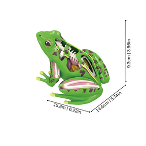 4D Anatomy Toy | Interactive STEM Learning Model