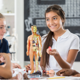 3D Anatomy Learning Model | Hands-On STEM Exploration Tool