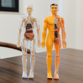 3D Anatomy Puzzle for Kids | Hands-On STEM Learning Experience