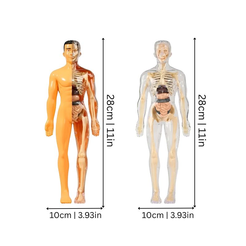 3D Anatomy Puzzle for Kids | Hands-On STEM Learning Experience