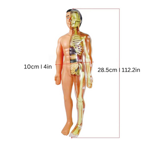 3D Anatomy Learning Model | Hands-On STEM Exploration Tool