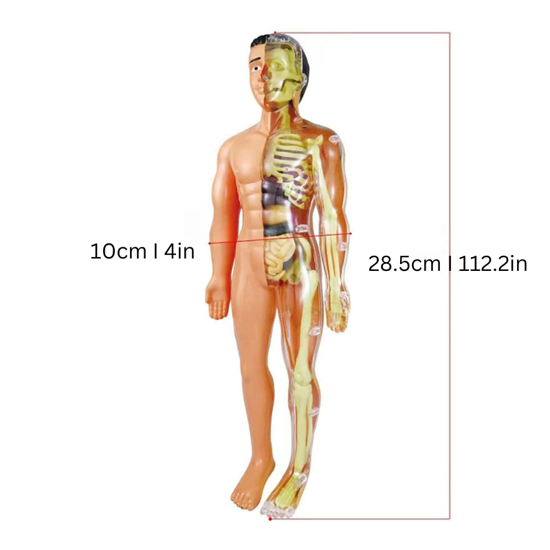 3D Anatomy Learning Model | Hands-On STEM Exploration Tool