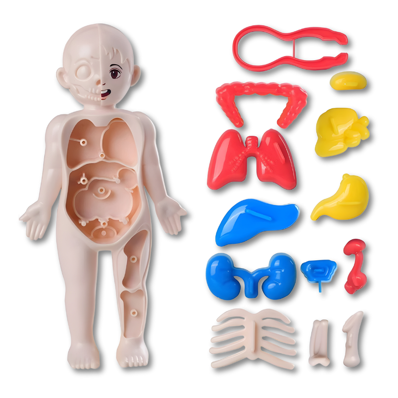 Hands-On Anatomy Model | Engaging STEM Learning Tool