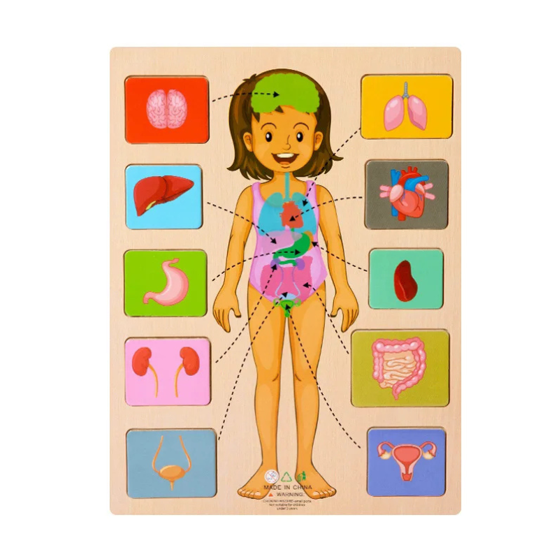 Human Body Puzzle Set | Engaging Hands-On Learning Experience