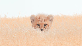 Detailed cheetah safari mural wallpaper design pattern showing curious cheetah in golden grass by Kids-Mundo