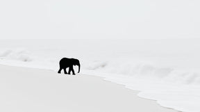 Detailed elephant beach mural wallpaper design pattern showing ocean waves and sand by Kids-Mundo