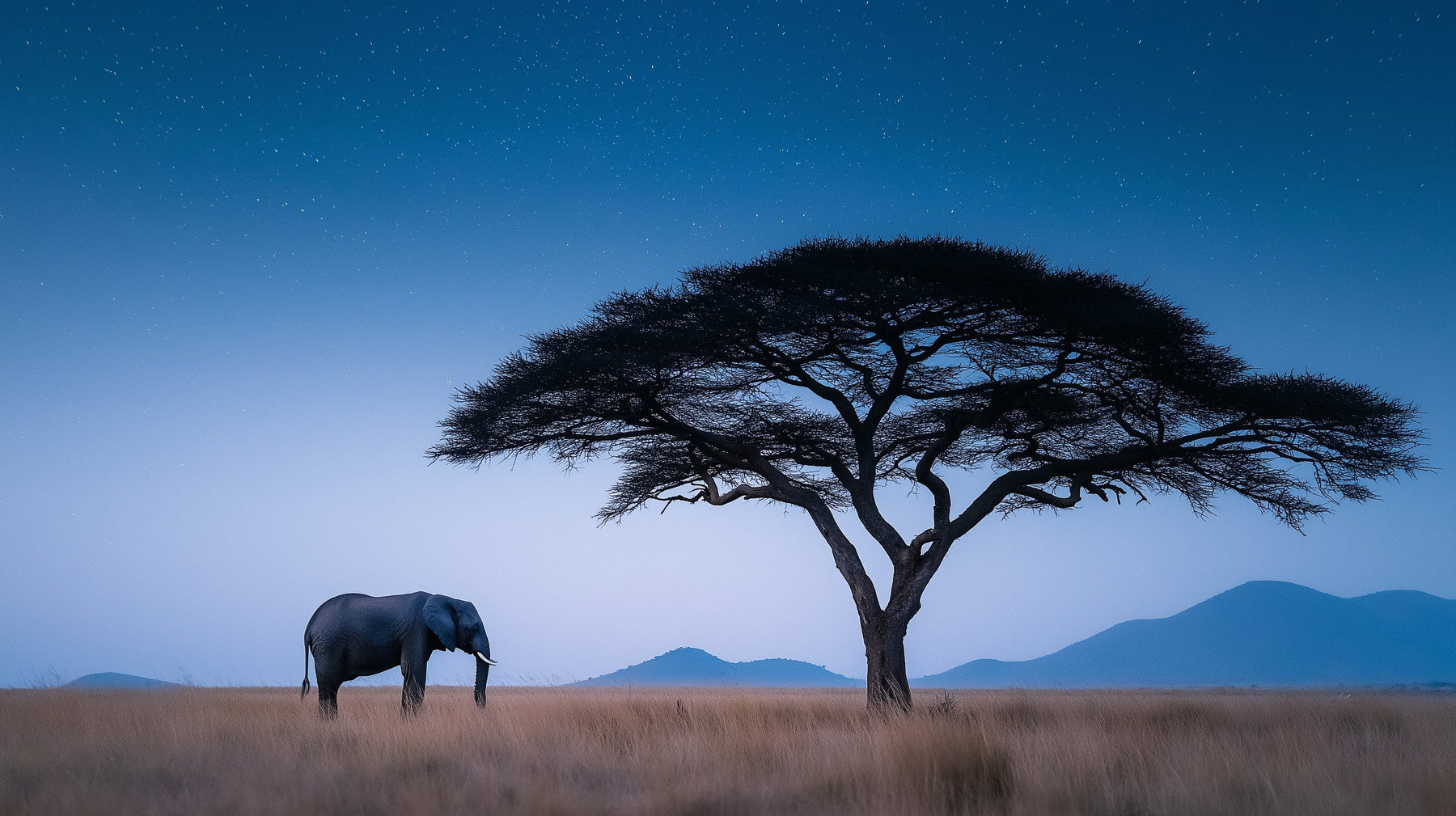 Detailed elephant stars mural wallpaper design pattern showing starlit safari night scene by Kids-Mundo
