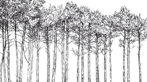 Detailed minimalist forest mural wallpaper design pattern with black and white trees by Kids-Mundo