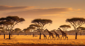 Detailed giraffe safari sunset mural wallpaper design pattern by Kids-Mundo