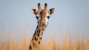 Detailed giraffe mural wallpaper design pattern showing majestic safari artwork by Kids-Mundo