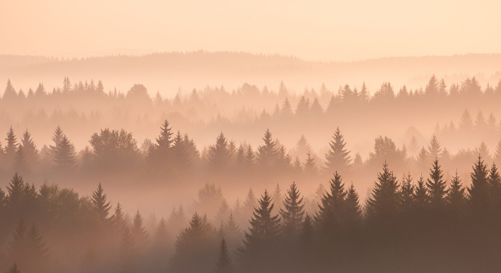 Misty Sunrise Forest Wall Mural