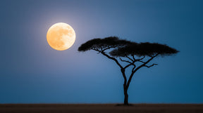 Detailed moon acacia tree mural wallpaper design pattern with golden lunar glow by Kids-Mundo