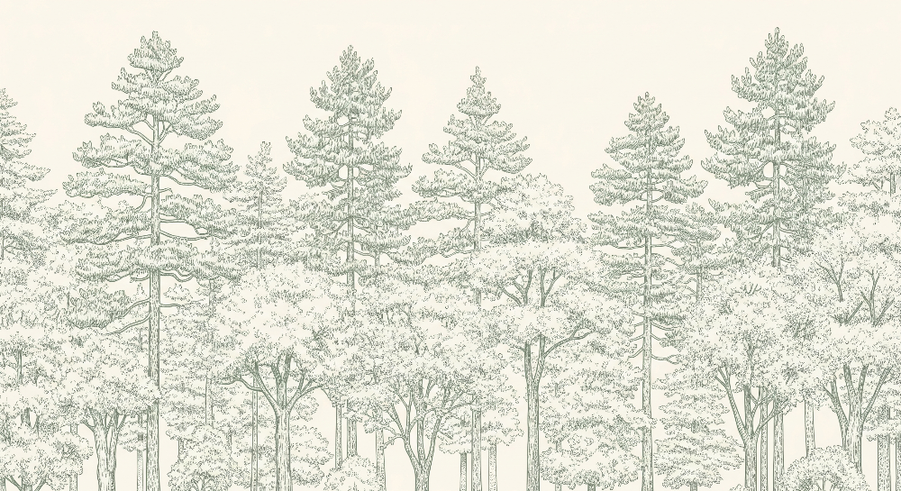 Kids-Mundo flat artwork of tall pine trees rendered in fine sage-green botanical line art