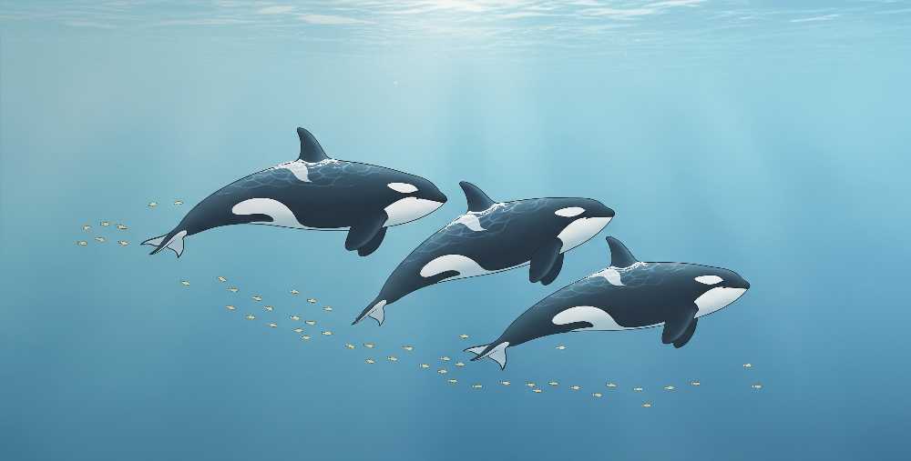 Three Orcas Swimming in Sunlit Blue Ocean Wall Mural